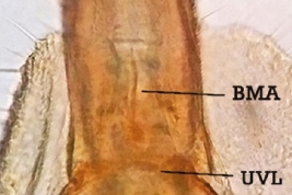 Lóbulo postgenital de la genitalia femenina de Psorophora dimidiata (Foto: Stein et al., 2022).