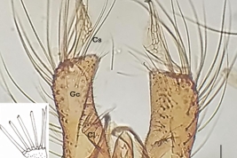 Vista ventral de la genitalia masculina de Psorophora dimidiata. Gc = gonocoxito; CL = claspete (Foto: Stein et al., 2022).