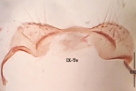 Tergum IX of the male genitalia of Psorophora dimidiata. IX-Te = tergum-IX (Photo: Stein et al., 2022).