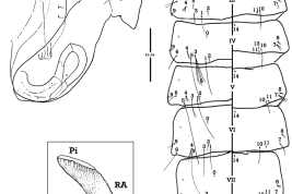 Pupa of Psorophora dimidiata. CT = cephalothorax; Dap = dorsal apotome; GL = genital lobe; Mtn = metanotum; MK = median keel; P = paddle; Pi = pinna; RA = reticuled area; TA = tracheoid area; T = trumpet; I–VIII = abdominal segments (terga on left; sterna on right); 1–14 = setal numbers (Photo: Stein et al., 2022).