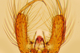 Estructuras de la genitalia masculina de Ochlerotatus crinifer (Foto: M. Laurito).