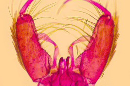 Estructuras de la genitalia masculina de Georgecraigius fluviatilis (Foto: M. Laurito).