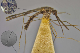 Female of Anopheles fluminensis (Photo: E. Muttis). Mesepimeral scales and TaIII-4 in detail.