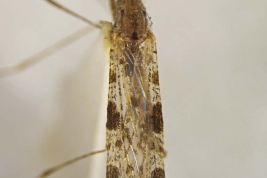 Wings of Anopheles fluminensis (Photo: E. Muttis).