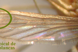 Mancha de escamas claras en el ápice del ala de Culex apicinus (Foto: M. Laurito).