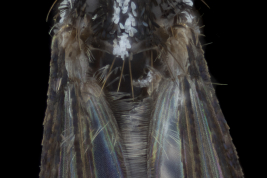 Vista posterior de una hembra de Haemagogus leucocelaenus. Area preescutelar y escutelo (Foto: W. Ferrari).