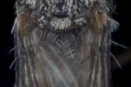 Vista posterior de una hembra de Psorophora albigenu, area preescutelar y escutelo (Foto: W. Ferrari).