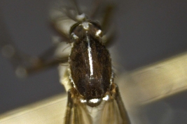 Escudo de Stegomyia albopicta (Foto: E. Muttis)