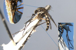 Female of Psorophora albipes, details of scutum and hindleg (Photo: M. Laurito).