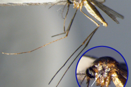 Female of Wyeomyia lateralis, details of mesokatepisternum (Photo: M. Laurito).