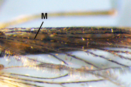 Wing of Wyeomyia lateralis (Photo: M. Laurito).