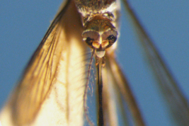 Head of female of Onirion brucei (Photo: M. Laurito).