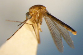 Hembra de Shannoniana fluviatilis (Foto: M. Laurito).