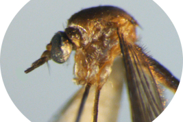 Pleura de Wyeomyia oblita (Foto: M. Laurito).