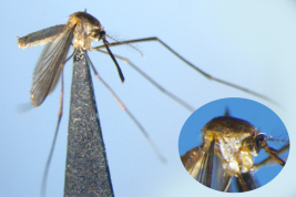 Female of Sabethes petrocchiae, detail of pleura (Photo: M. Laurito).