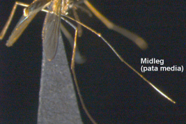 Female of Sabethes petrocchiae, detail of midleg (Photo: M. Laurito).