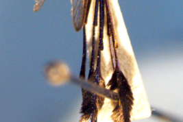 Female of Sabethes purpureus (Photo: M. Laurito).