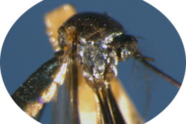 Female of Sabethes purpureus, detail of pleura (Photo: M. Laurito).