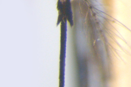 Proboscis de Sabethes identicus (Foto: M. Laurito).