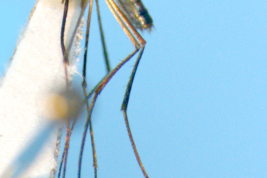 Female of Sabethes intermedius (Photo: M. Laurito).