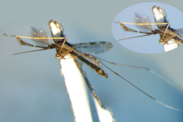 Female of Nyssorhynchus argyritarsis (Photo: M. Laurito).