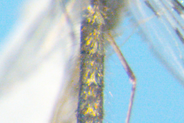 Abdomen of Nyssorhynchus argyritarsis (Photo: M. Laurito).