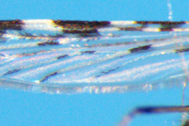 Wing of Nyssorhynchus argyritarsis (Photo: M. Laurito).