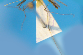 Female of Anopheles neomaculipalpus (Photo: M. Laurito).