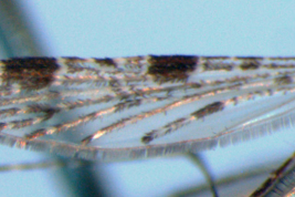 Wing of Anopheles neomaculipalpus (Photo: M. Laurito).