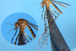 Female of Coquillettidia nigricans (Photo: M. Laurito).