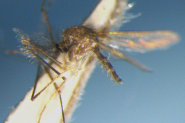 Male of Culex bastagarius (Photo: M. Laurito).