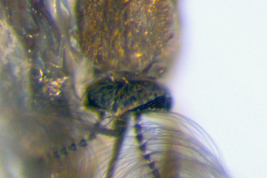 Head of Culex bastagarius (Photo: M. Laurito). 