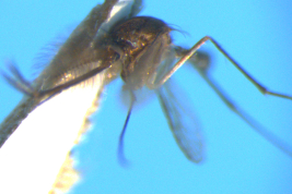 Male of Culex idottus (Photo: M. Laurito).