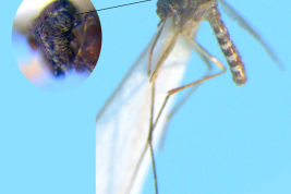 Female of Culex vaxus, detail of head (Photo: M. Laurito).