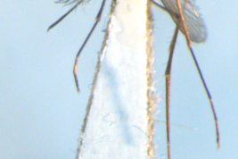 Male of Culex albinensis (Photo: M. Laurito).