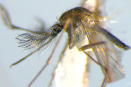 Male of Culex albinensis, detail of pleura (Photo: M. Laurito).