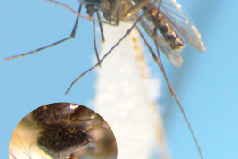 Female of Culex ocossa, detail of head (Photo: M. Laurito).