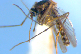 Female of Culex ocossa (Photo: M. Laurito).