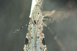 Female of Anopheles apicimacula (Photo: E. Muttis).