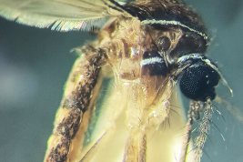 Female of Uranotaenia ditaenionota (Photo: E. Muttis).