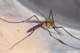 Lateral view of female of Sabethes purpureus (Photo: A. Costa).