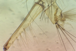 VIII and X segments and siphon of the larva of Culex aliciae (Photo: D. N. Bangher)