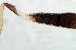 C. albinotatus antenna