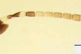 A. brevistigma antenna holotype