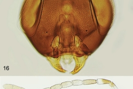 Head and antenna. Female