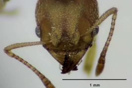 Worker (frontal view)