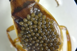 <i>Belostoma bifoveolatum</i> macho llevando huevos.