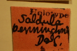 <i>Saldula penningtoni</i> Holotipo depositado en USNM, etiquetas.