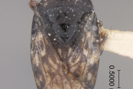 <i>Saldula differata</i> Holotype deposited at USNM, dorsal.