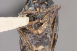 <i>Saldula differata</i> Holotype deposited at USNM, ventral.